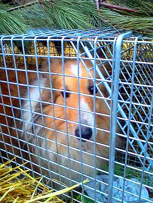 Teddy in camoflaged Trap Feb 4, 2012